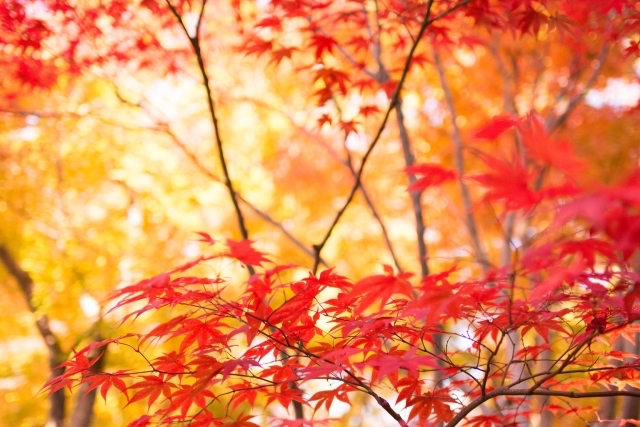 紅葉 温泉おすすめ 関東近郊スゴい旅行スポット５つ 秋を満喫する旅 フリーランスな笑い声